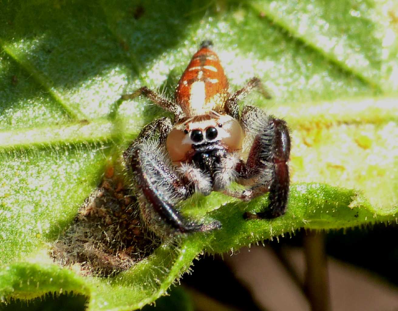 Thyene imperialis - S. Teresa Gallura (OT)